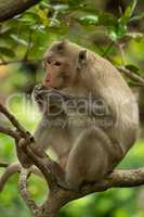 Long-tailed macaque sits in branches eating biscuit