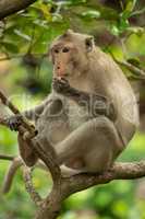 Long-tailed macaque sits in tree eating food