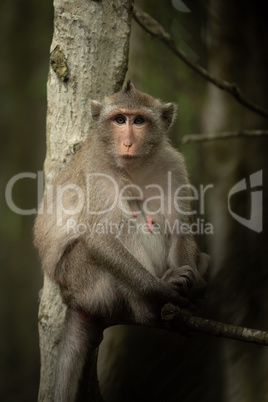 Long-tailed macaque sits in tree facing camera