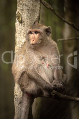 Long-tailed macaque sits in tree looking left