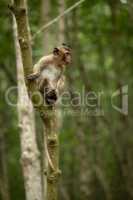 Long-tailed macaque sits in tree looking out