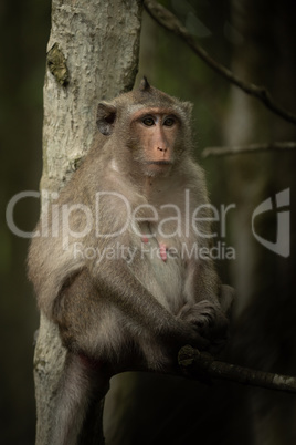 Long-tailed macaque sits in tree looking right