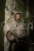 Long-tailed macaque sits in tree looking right