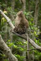 Long-tailed macaque sits in tree looking up