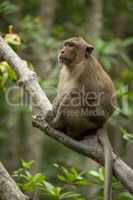 Long-tailed macaque sits in tree staring left