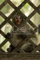 Long-tailed macaque sits in wooden trellis window