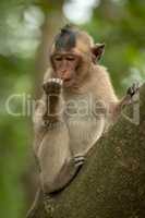 Long-tailed macaque sits licking object in hand