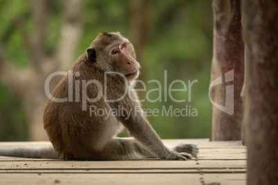 Long-tailed macaque sits looking back on bridge