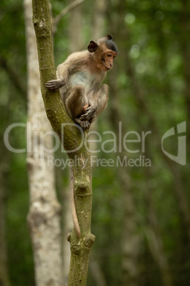 Long-tailed macaque sits looking down from tree