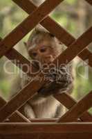 Long-tailed macaque sits nibbling wooden trellis window