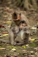 Long-tailed macaque sits nursing baby among leaves