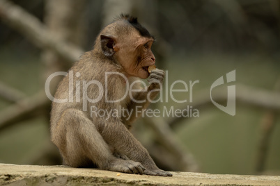 Long-tailed macaque sits nibbling food on wall