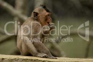 Long-tailed macaque sits nibbling food on wall
