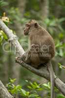 Long-tailed macaque sits on branch among leaves