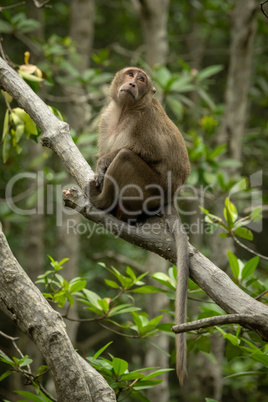 Long-tailed macaque sits on branch looking mournful