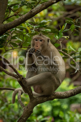 Long-tailed macaque sits on branch eating biscuit