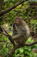 Long-tailed macaque sits on branch eating biscuit