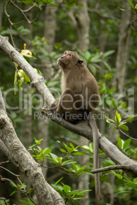 Long-tailed macaque sits on branch looking up