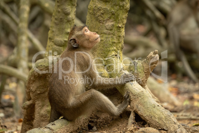 Long-tailed macaque sits on mangrove looking up