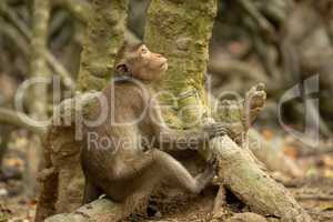 Long-tailed macaque sits on mangrove looking up