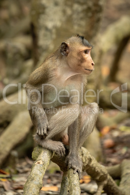 Long-tailed macaque sits on mangrove looking right