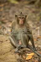 Long-tailed macaque sits on rock among leaves