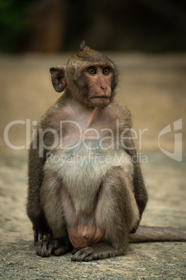 Long-tailed macaque sits on path looking up