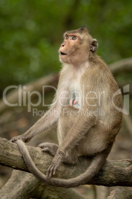 Long-tailed macaque sits on root looking amazed