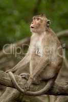 Long-tailed macaque sits on root looking amazed