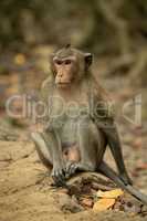 Long-tailed macaque sits on rock amongst leaves