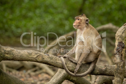 Long-tailed macaque sits on root looking left