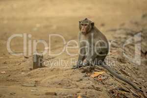 Long-tailed macaque sits on sand beside post