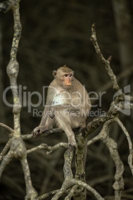 Long-tailed macaque sits on tangled dead branches