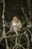 Long-tailed macaque sits on tangled dead branches