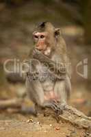 Long-tailed macaque sits on sandy rock eating