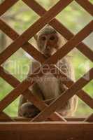 Long-tailed macaque sits outside wooden trellis window