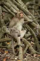 Long-tailed macaque sits on tangled mangrove roots