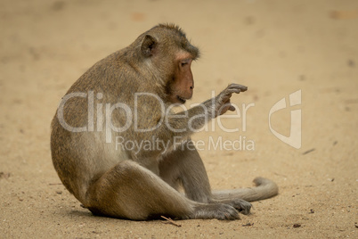 Long-tailed macaque sits staring at right paw