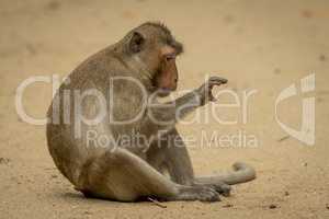 Long-tailed macaque sits staring at right paw