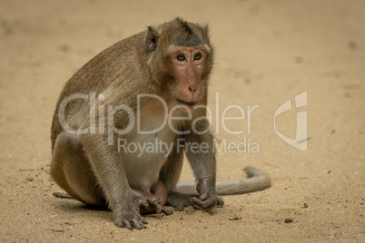 Long-tailed macaque sits staring on sandy ground