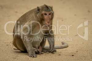 Long-tailed macaque sits staring on sandy ground