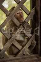 Long-tailed macaque sits staring through wooden trellis