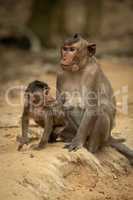 Long-tailed macaque sits while baby turns head