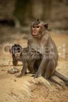 Long-tailed macaque sits while baby stands up