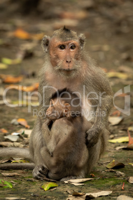 Long-tailed macaque sits with baby among leaves