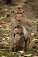 Long-tailed macaque sits with baby among leaves