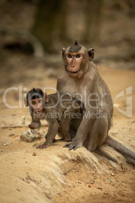 Long-tailed macaque sits with baby on ground