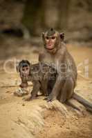 Long-tailed macaque sits with baby on ground