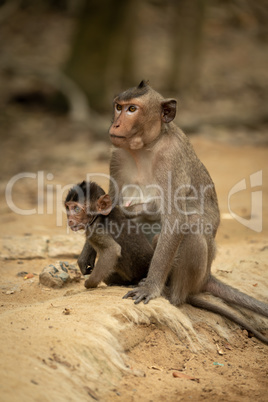 Long-tailed macaque sits with baby on sand Long-tailed macaque sits with baby on sand