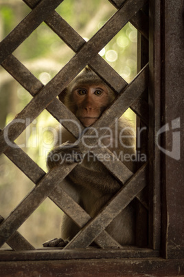 Long-tailed macaque sitting behind wooden trellis window